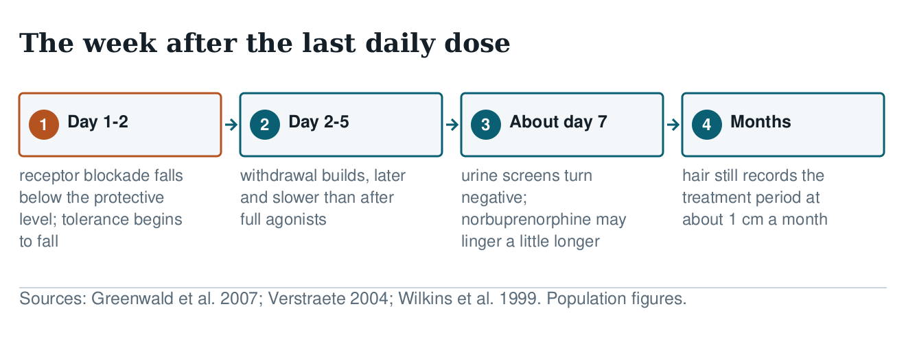 Timeline of the week after a last daily dose: blockade fades in days one to two, withdrawal builds over days two to five