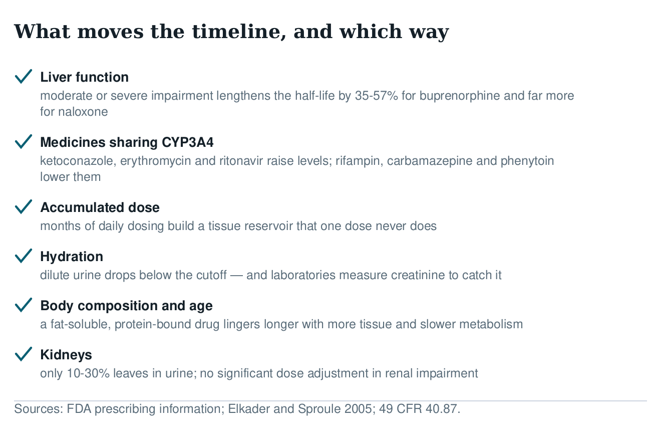 Checklist of factors that change how long buprenorphine stays detectable: liver function, medicines sharing CYP3A4