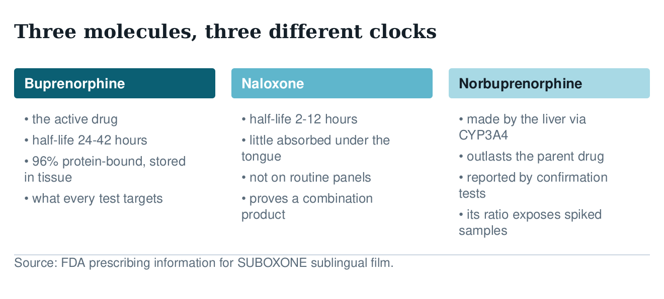 Three-column diagram of buprenorphine, naloxone and the metabolite norbuprenorphine with the half-life and testing relevance